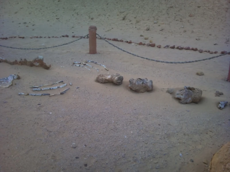 Day Tour to El Fayoum from Cairo